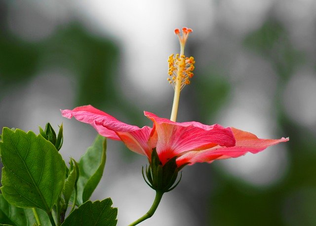 Free download Hibiscus Evening Shadows -  free photo or picture to be edited with GIMP online image editor