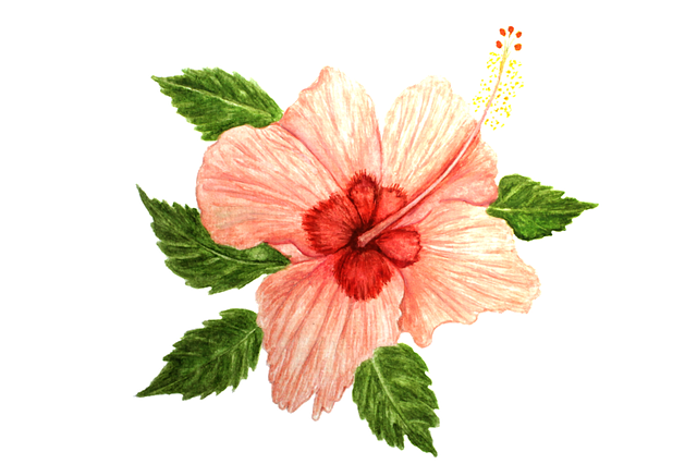 Free download Hibiscus Flower -  free photo or picture to be edited with GIMP online image editor