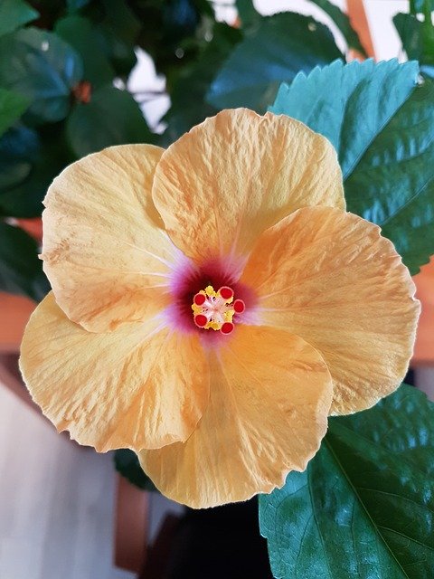 Free download Hibiscus Flower Close Up -  free photo or picture to be edited with GIMP online image editor