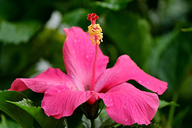 Free download hibiscus flower dew dewdrops free picture to be edited with GIMP free online image editor