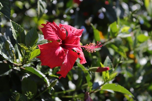 Free download Hibiscus Flower Hawaii -  free free photo or picture to be edited with GIMP online image editor