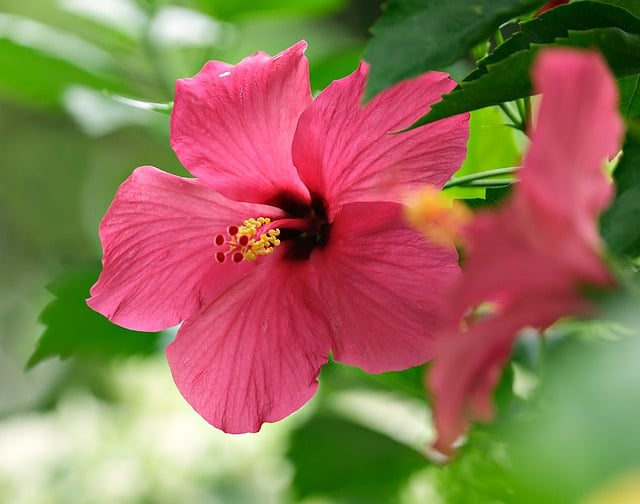 Free download hibiscus flower pink flower petals free picture to be edited with GIMP free online image editor