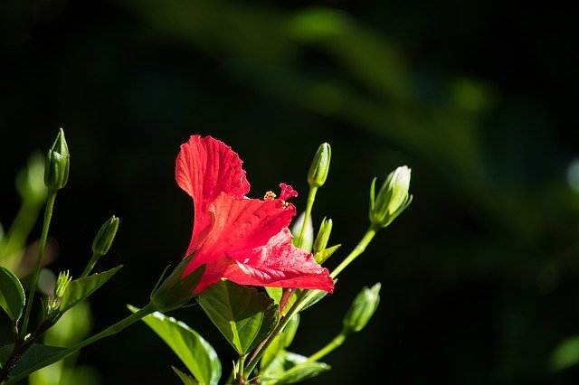 Free download Hibiscus Flower Plant -  free photo or picture to be edited with GIMP online image editor