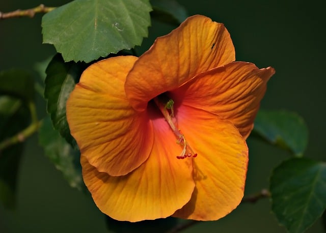 Free download hibiscus flower plant orange flower free picture to be edited with GIMP free online image editor