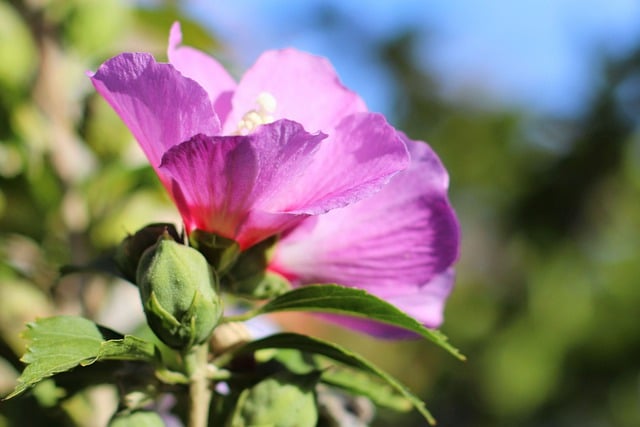 Free download hibiscus flower purple hibiscus free picture to be edited with GIMP free online image editor