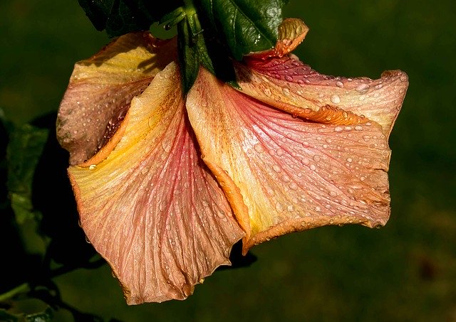 Free download Hibiscus Flower Rain -  free photo or picture to be edited with GIMP online image editor