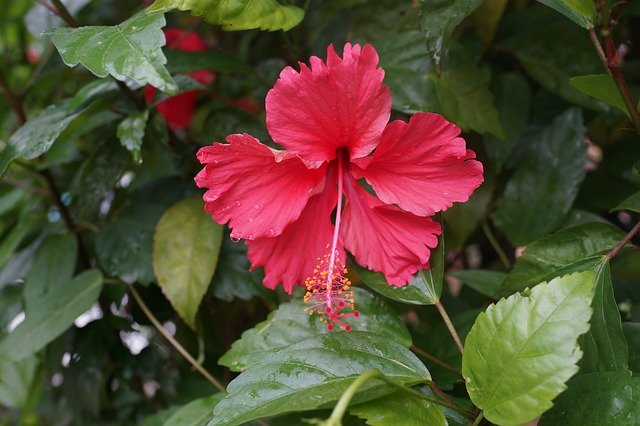 Free download Hibiscus Flowers South China -  free photo or picture to be edited with GIMP online image editor