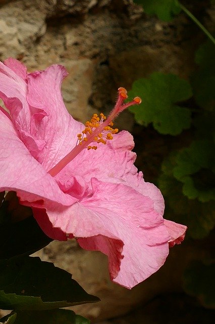 Free download Hibiscus Malvaceae Plant -  free photo or picture to be edited with GIMP online image editor