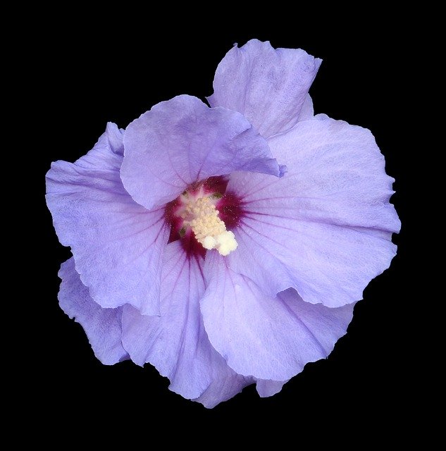 Free download Hibiscus Marshmallow Blue -  free illustration to be edited with GIMP free online image editor