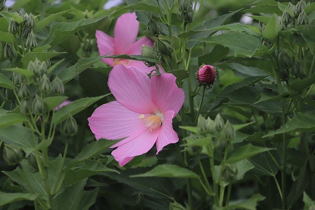 Free download Hibiscus Mutabilis Hibicus Flowers -  free photo or picture to be edited with GIMP online image editor