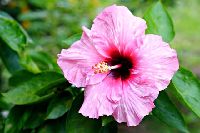 Free download hibiscus pink nature flora botany free picture to be edited with GIMP free online image editor