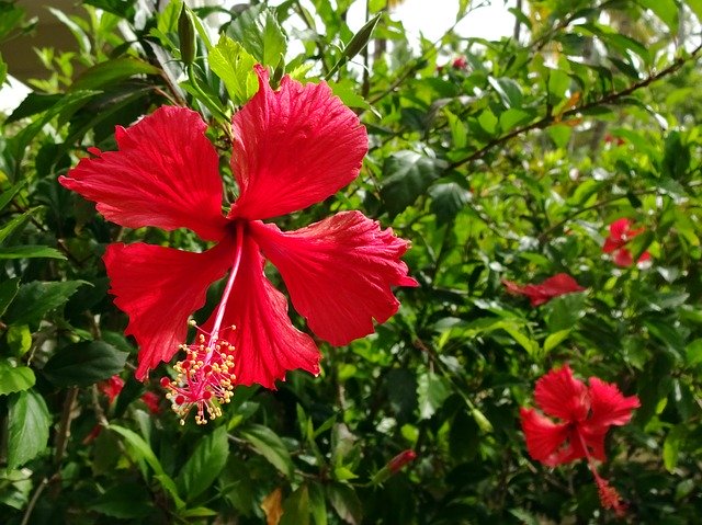 Free download Hibiscus Rosa Sinensis Flower -  free photo or picture to be edited with GIMP online image editor