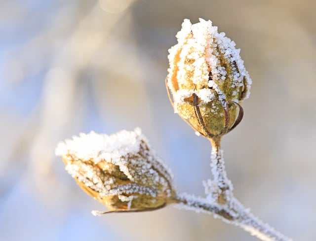 Free download hibiscus seed pods nature winter free picture to be edited with GIMP free online image editor