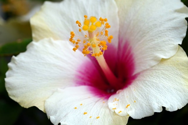 Free download hibiscus white hibiscus white flower free picture to be edited with GIMP free online image editor