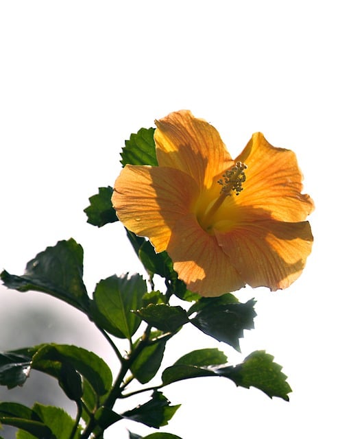 Free download hibiscus yellow flower flora free picture to be edited with GIMP free online image editor