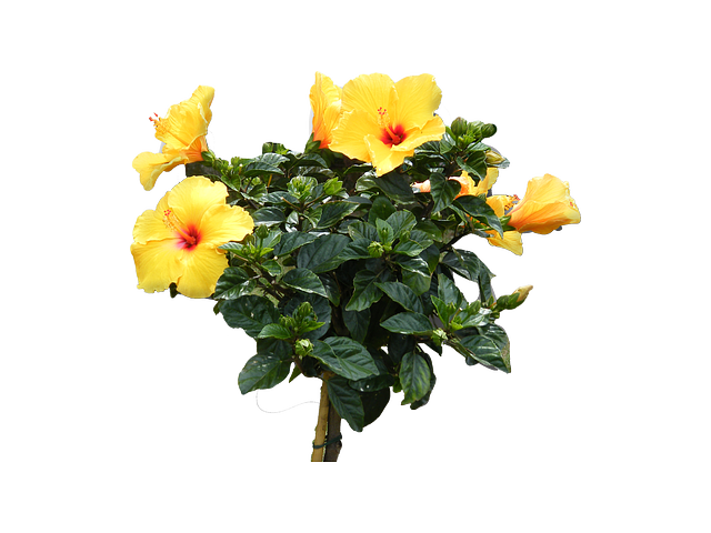 Free download Hibiscus Yellow Flowers -  free illustration to be edited with GIMP free online image editor