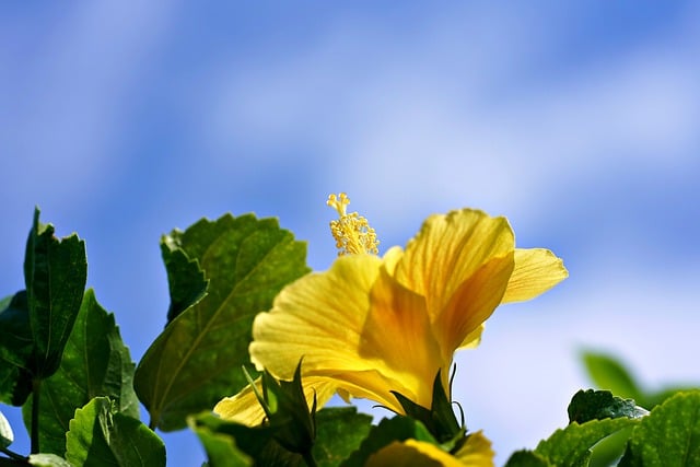 Free download hibiscus yellow hibiscus free picture to be edited with GIMP free online image editor