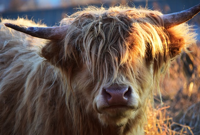 Free download highland cattle beef cow free picture to be edited with GIMP free online image editor