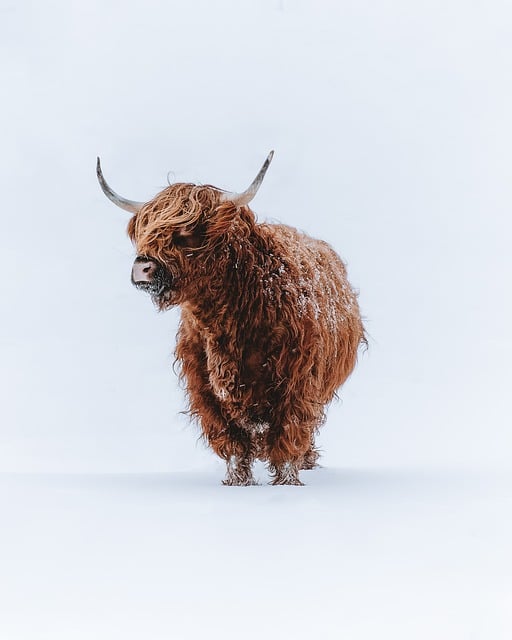 Free download highland cattle cattle animals free picture to be edited with GIMP free online image editor