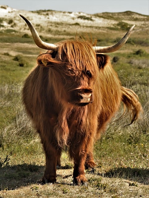 Free download highland cattle cow cattle animal free picture to be edited with GIMP free online image editor