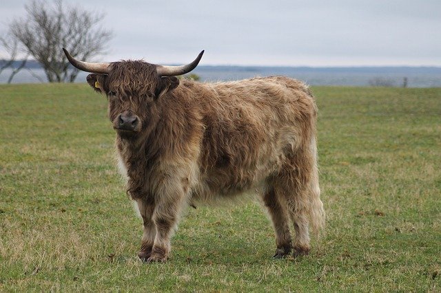 Free download Highland Cattle Cow Ko -  free photo or picture to be edited with GIMP online image editor