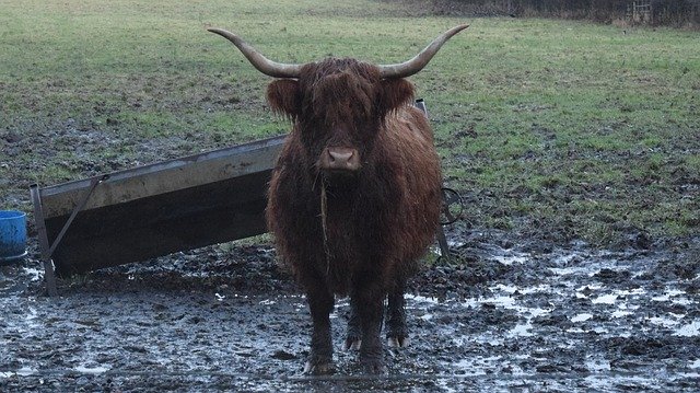 Free download Highland Cows Scotland -  free photo or picture to be edited with GIMP online image editor