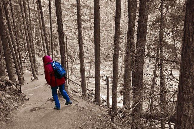 Free download Hiking Avalanche Lake Trail Forest -  free photo or picture to be edited with GIMP online image editor