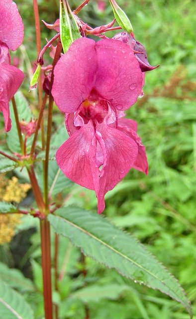 Free download Himalayan Balsam Impatiens -  free photo or picture to be edited with GIMP online image editor