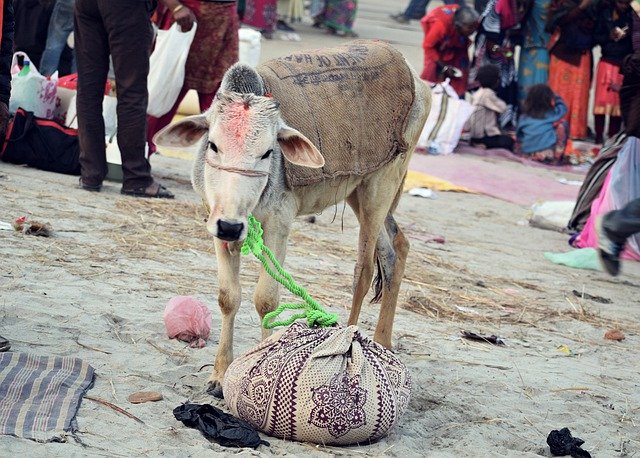 Free download Hinduism Sacred Cow -  free photo or picture to be edited with GIMP online image editor