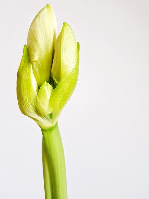 Free download Hippeastrum Bud Plant -  free photo or picture to be edited with GIMP online image editor