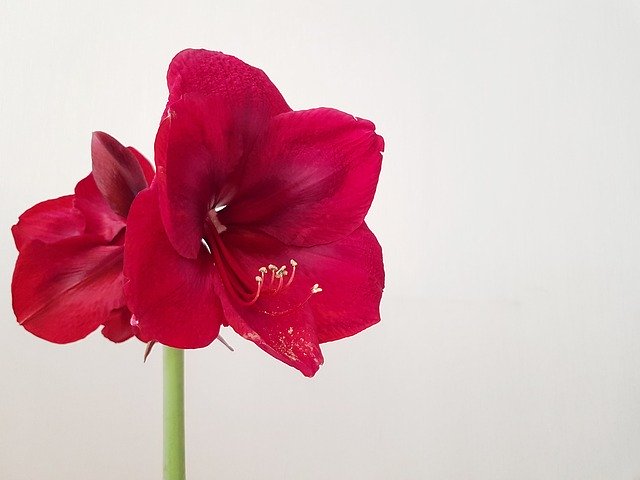 Free download Hippeastrum Desktop Bud -  free photo or picture to be edited with GIMP online image editor