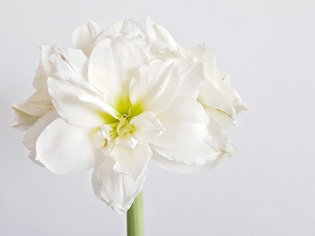 Free download Hippeastrum Flower White -  free photo or picture to be edited with GIMP online image editor