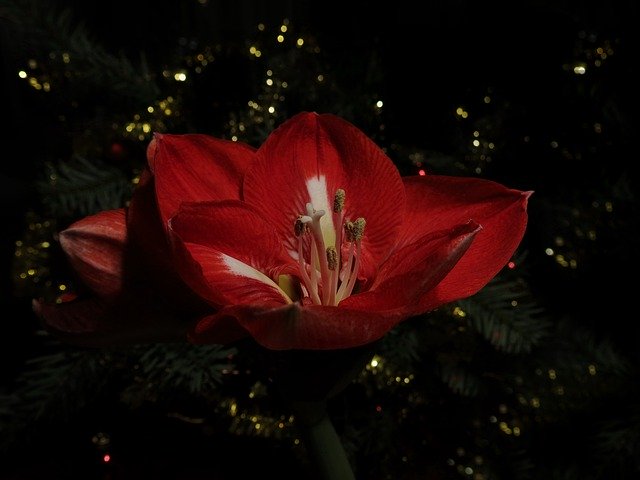 Free download Hippeastrum Red Pearl Amaryllis -  free photo or picture to be edited with GIMP online image editor