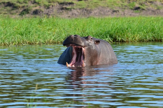 Free download hippo hippopotamus wildlife safari free picture to be edited with GIMP free online image editor