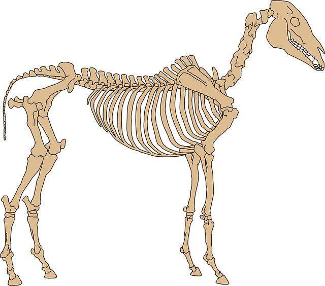 Free download Hippologie Anatomy Skeleton -  free illustration to be edited with GIMP free online image editor