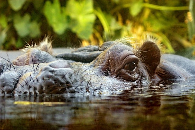 Free download hippopotamus animal river natue free picture to be edited with GIMP free online image editor