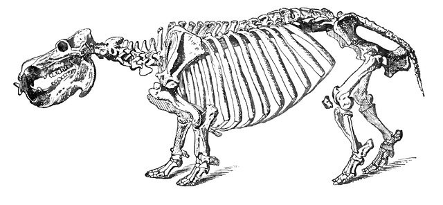 Free download Hippopotamus Skeleton Animal -  free illustration to be edited with GIMP free online image editor