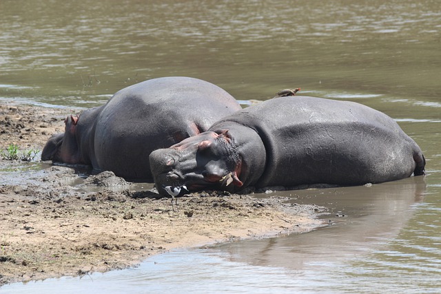 Free download hippo river wildlife sleeping free picture to be edited with GIMP free online image editor