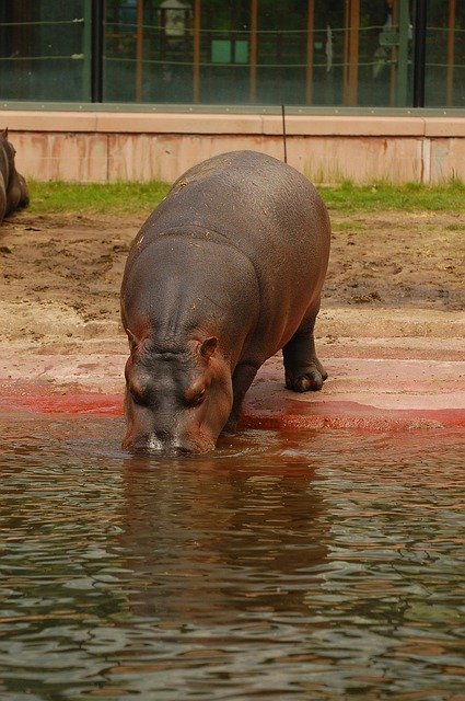 Free download Hippo Water Hippopotamus -  free photo or picture to be edited with GIMP online image editor