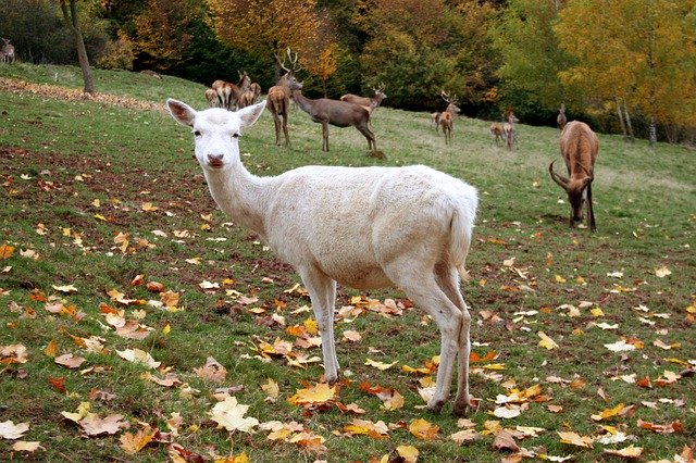 Free download Hirsch Autumn Wild -  free photo or picture to be edited with GIMP online image editor