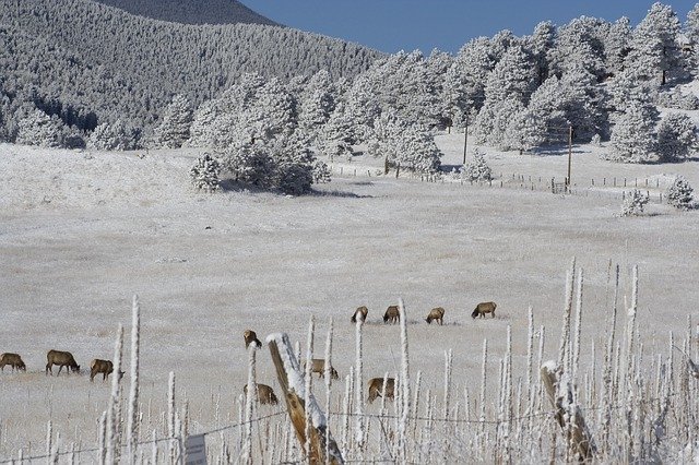 Free download Hoarfrost Elk Herd Colorado -  free photo or picture to be edited with GIMP online image editor
