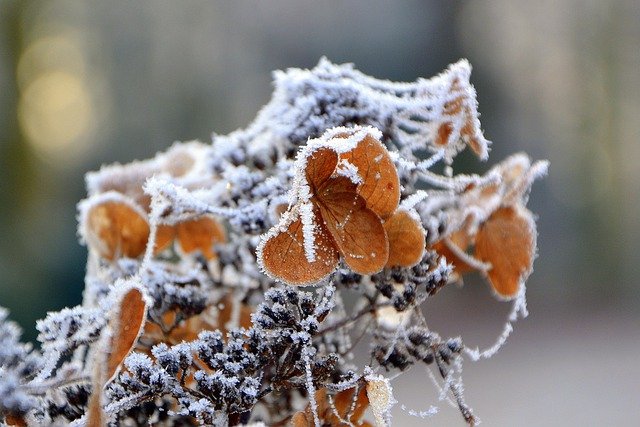 Free download hoarfrost leaves winter frost free picture to be edited with GIMP free online image editor