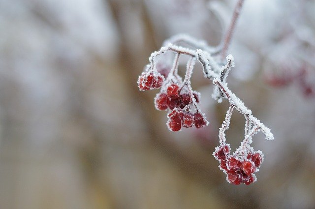 Free download Hoar Frost Winter -  free photo or picture to be edited with GIMP online image editor