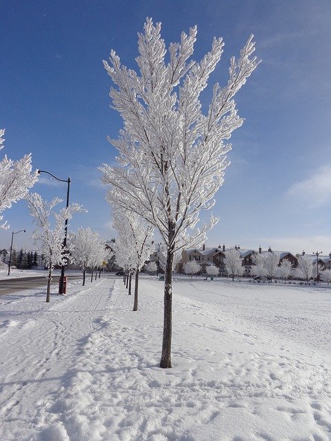 Free download Hoarfrost Winter Cold Blue -  free photo or picture to be edited with GIMP online image editor