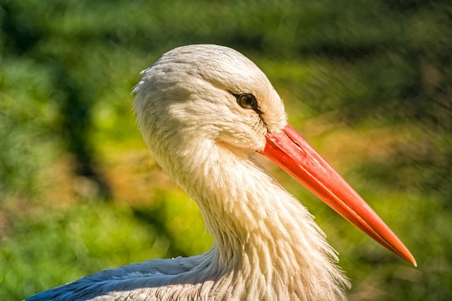 Free download hoenderdaell stork sunny beak free picture to be edited with GIMP free online image editor