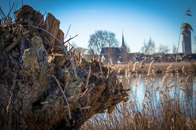 Free download Holland Landscape Willow -  free photo or picture to be edited with GIMP online image editor