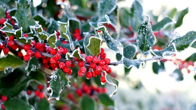 Free download Holly Berries Winter -  free photo or picture to be edited with GIMP online image editor