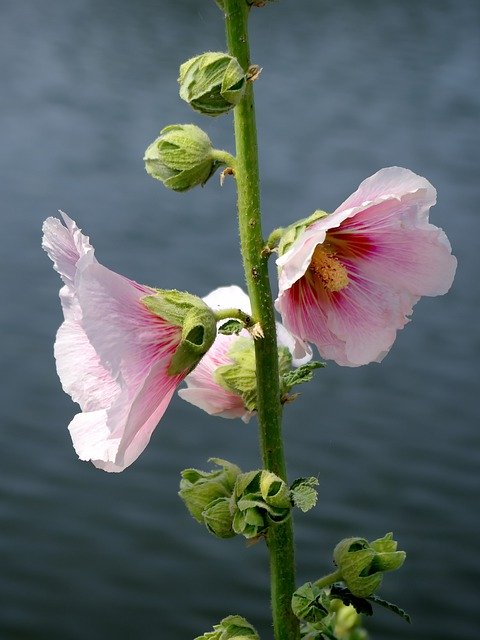 Free download Hollyhock Alcea Rosea Primerose -  free photo or picture to be edited with GIMP online image editor