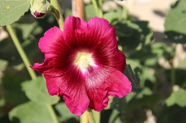 Скачать бесплатно Hollyhock Red Color Flowers - бесплатную фотографию или картинку для редактирования с помощью онлайн-редактора изображений GIMP