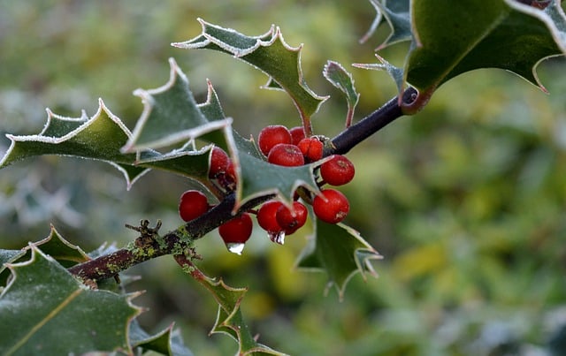 Free download holly ilex red berries berry fruit free picture to be edited with GIMP free online image editor